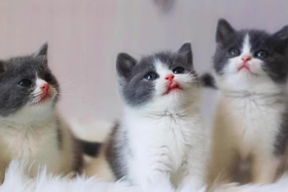 英短蓝白英短蓝猫蓝白自家繁殖纯种短毛猫